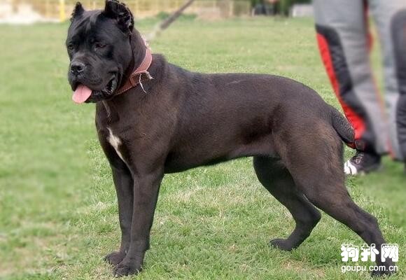 世界十大猛犬排名，前五都是狠角色，戰斗力爆表