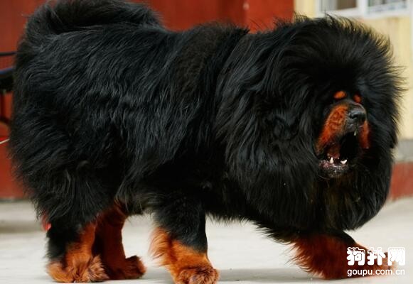 世界十大猛犬排名，前五都是狠角色，戰斗力爆表