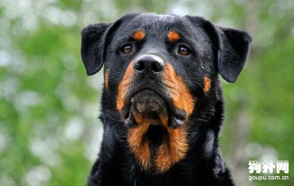 適合家養的大型犬有哪些，最適合家養的4種大型犬排名