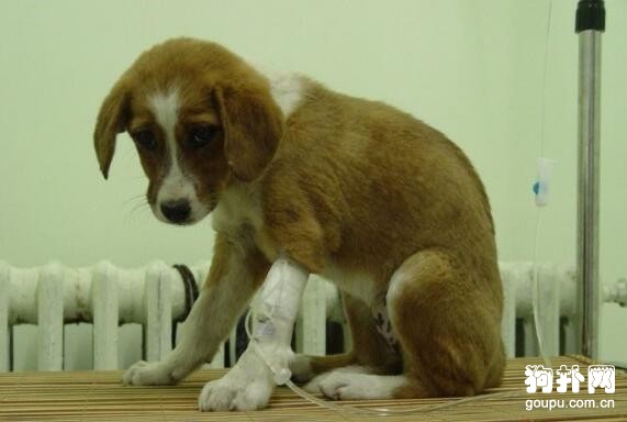 犬蠕形螨病怎么預防