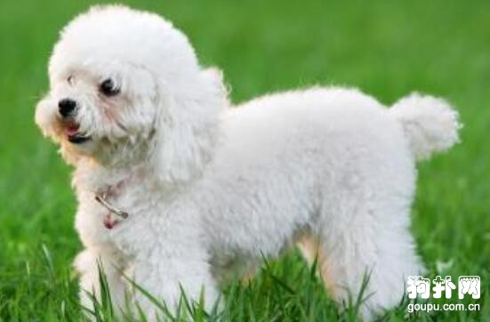 最適合家養的4種小型犬品種推薦