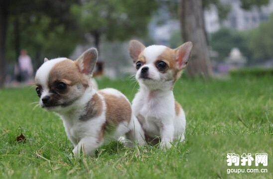 最適合家養的4種小型犬品種推薦
