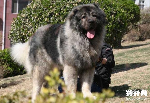 世界十大猛犬排名，前五都是狠角色，戰斗力爆表
