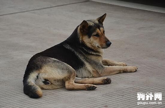 最適合家養的4種小型犬品種推薦