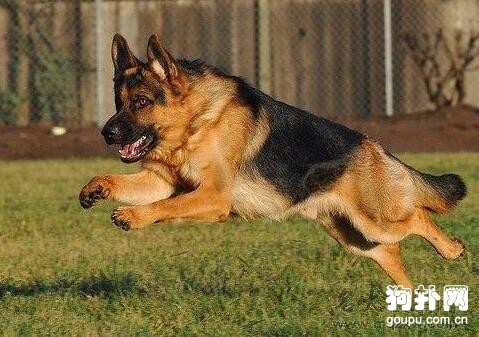盤點狗狗智商排名前5的犬種，邊牧排名第一