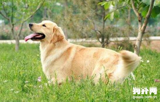 盤點狗狗智商排名前5的犬種，邊牧排名第一
