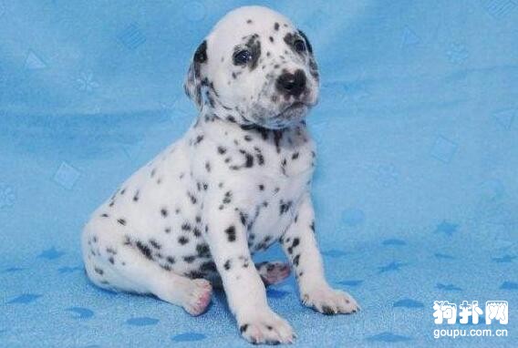 犬窩咳能治好嗎
