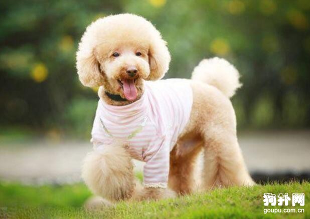 盤點狗狗智商排名前5的犬種，邊牧排名第一