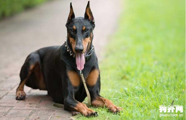盤點狗狗智商排名前5的犬種，邊牧排名第一