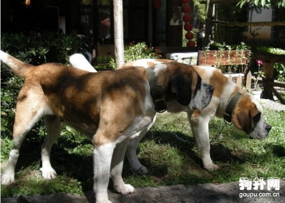 超大型犬有哪些品種，趕緊來看一下