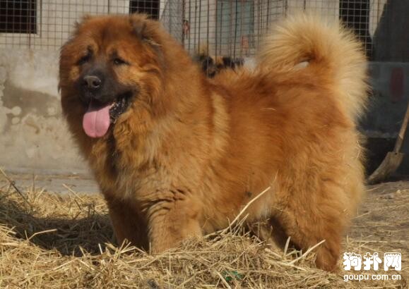 超大型犬有哪些品種，趕緊來看一下