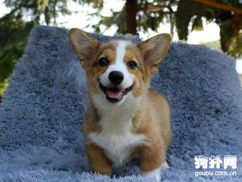 犬也會患鉤端蜾旋體病嗎？