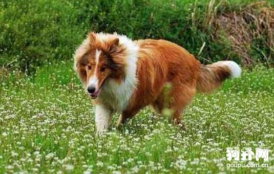 如何辨別牧羊犬，6個品種詮釋一切！
