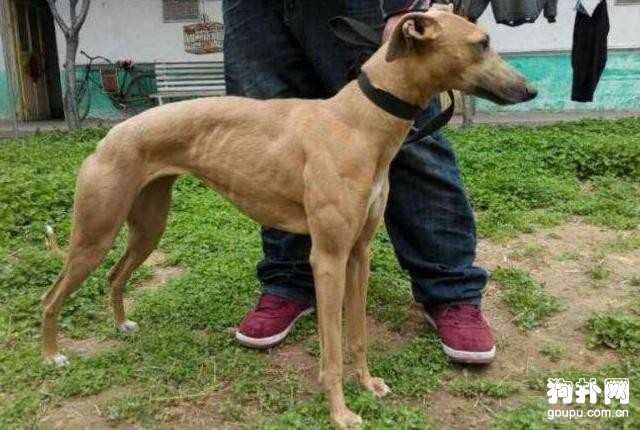 世界十大獵犬速度排名，格力犬排名第一