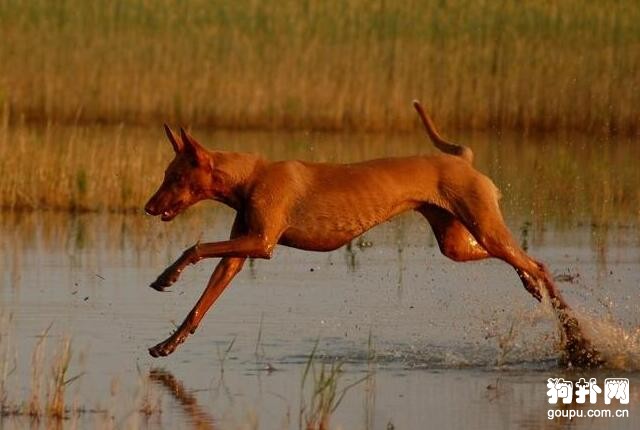 世界十大獵犬速度排名，格力犬排名第一