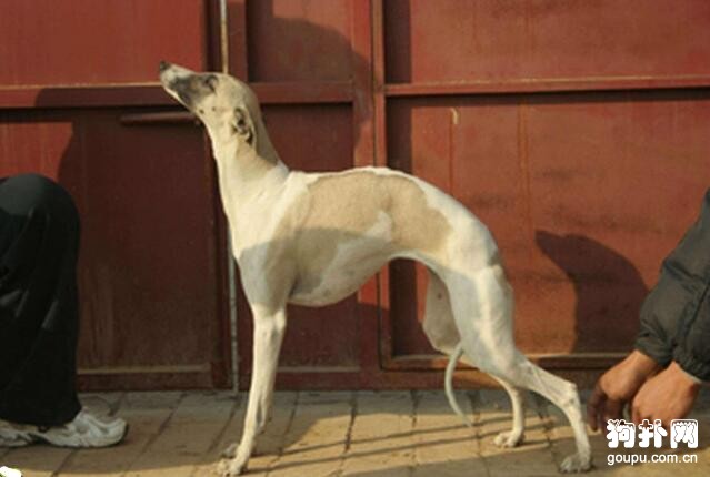 世界十大獵犬速度排名，格力犬排名第一