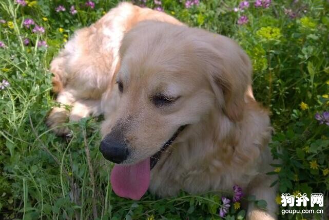 世界十大獵犬速度排名，格力犬排名第一