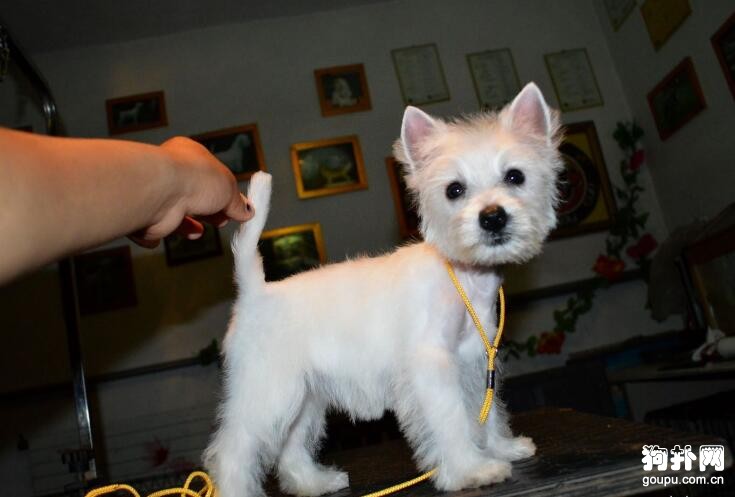 最適合國內飼養的5大獵犬，都分別有哪些品種