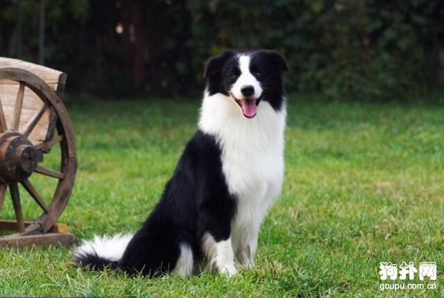 世界十大獵犬速度排名，格力犬排名第一