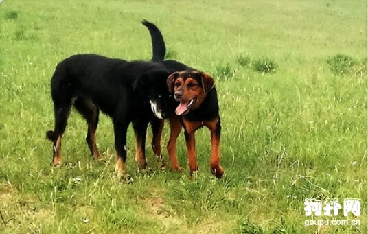 如何辨別牧羊犬，6個品種詮釋一切！