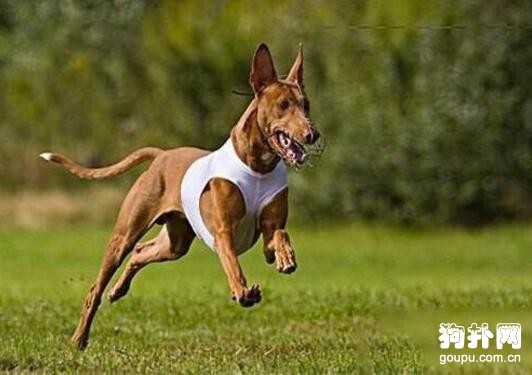 最適合國內飼養的5大獵犬，都分別有哪些品種