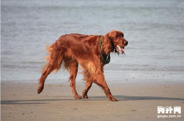 世界十大獵犬速度排名，格力犬排名第一