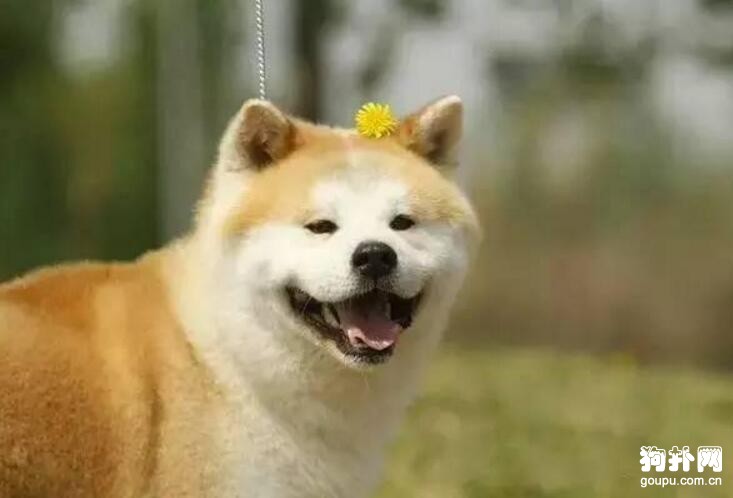 最適合國內飼養的5大獵犬，都分別有哪些品種