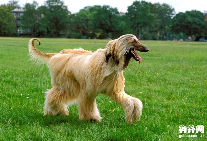 大型犬常見的皮膚病有哪些
