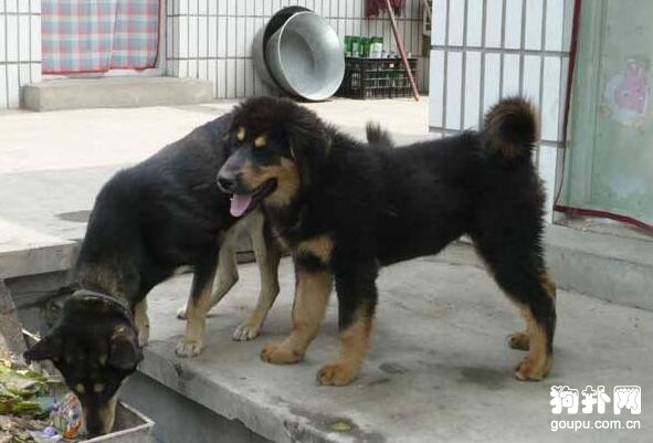 如何辨別狂犬病，狂犬病前兆的3個階段一定要了解