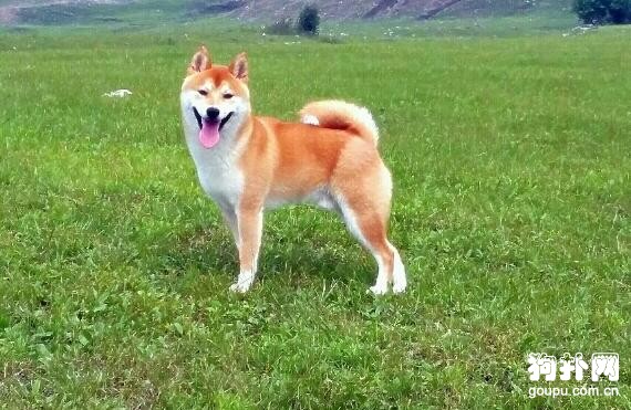 適合家養的5大中小型犬，哪種適合你？
