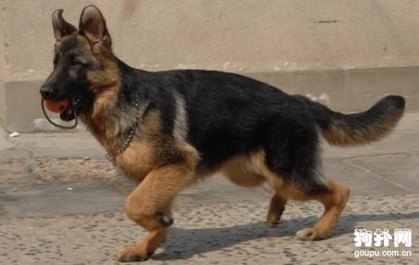 緝毒犬都有哪些品種？6個品種要了解