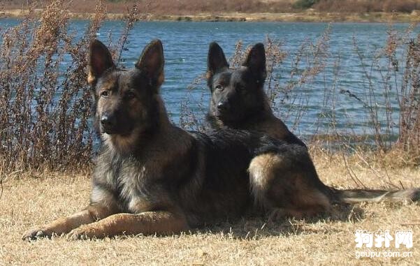 緝毒犬都有哪些品種？6個品種要了解