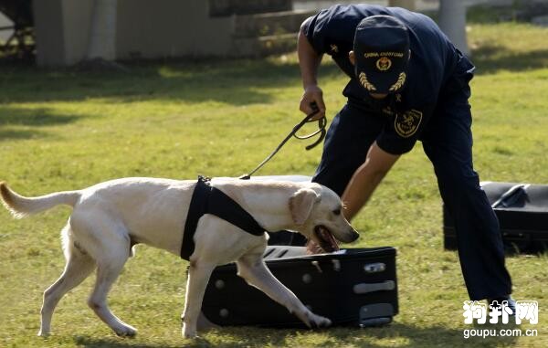 緝毒犬都有哪些品種？6個品種要了解