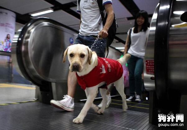 導盲犬多少錢一只？這個價格能接受嗎？