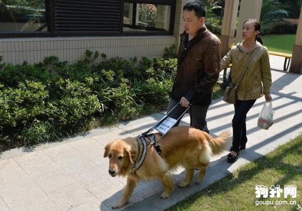 導盲犬多少錢一只？這個價格能接受嗎？