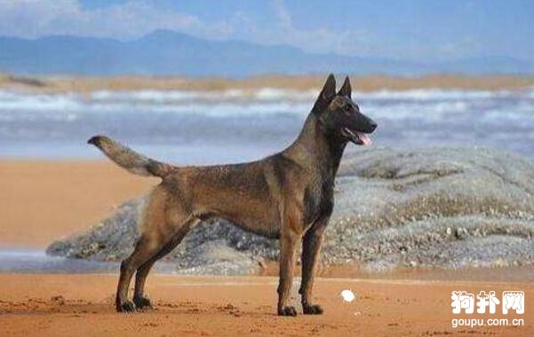 緝毒犬都有哪些品種？6個品種要了解
