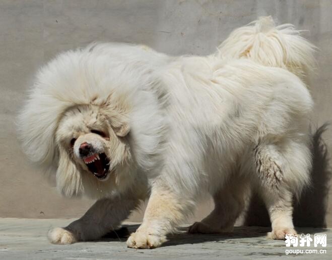 揭秘海藍獸是否存在，海藍獸價格是多少