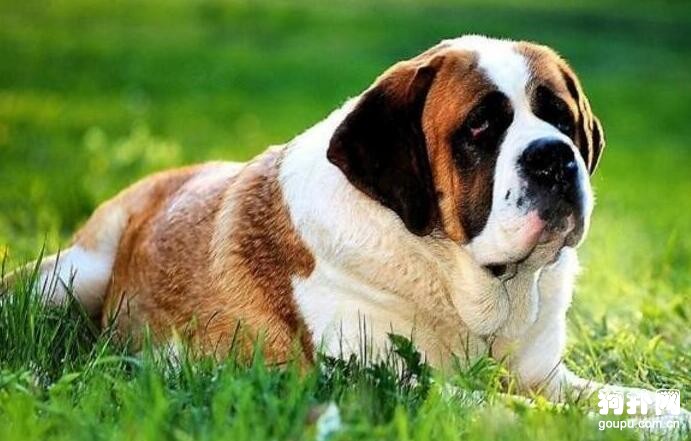 最適合家養的巨型犬，前六排名