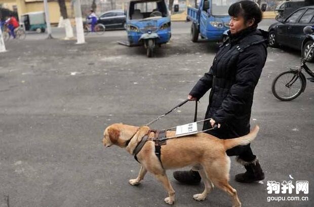 如何選擇導盲犬，3個辨別方法一定要記牢！