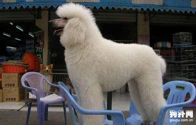 最適合家養的巨型犬，前六排名