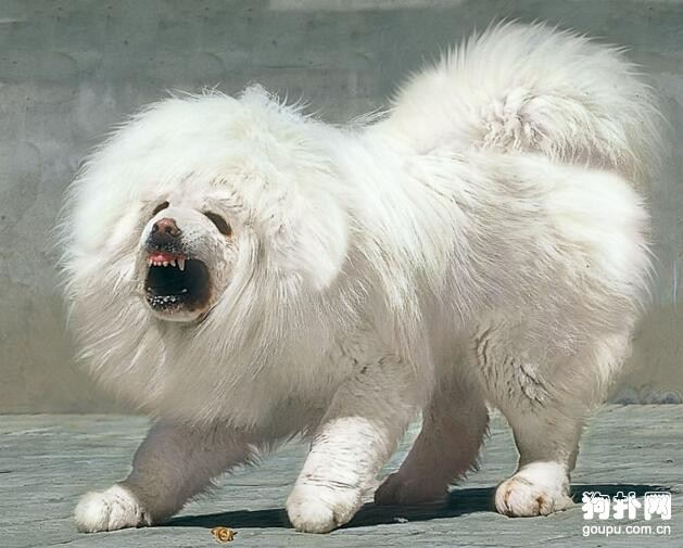 揭秘海藍獸是否存在，海藍獸價格是多少
