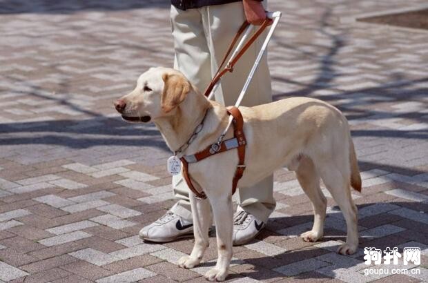 如何選擇導盲犬，3個辨別方法一定要記牢！