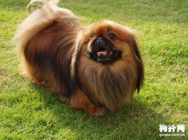 4種最適合家庭飼養的小型犬，你喜歡哪一種？
