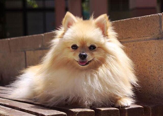 中國人最喜歡飼養的寵物犬都有哪些?