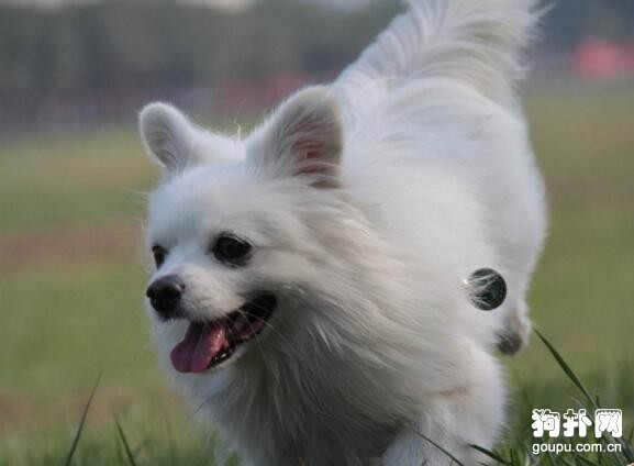 4種最適合家庭飼養的小型犬，你喜歡哪一種？