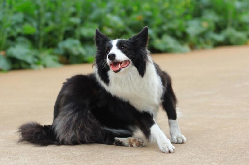 中國人最喜歡飼養的寵物犬都有哪些?
