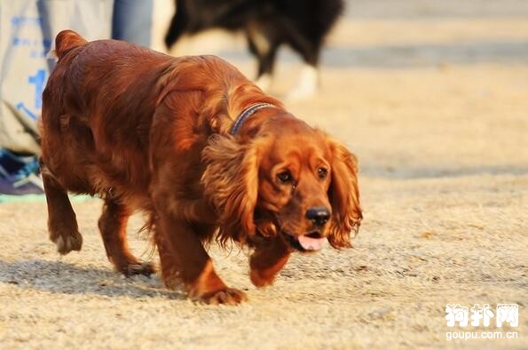 田野小獵犬- 田野小獵犬價格|標準|飼養|智商