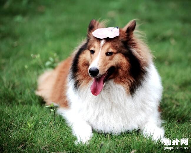 怎么給大型犬科學的補鈣