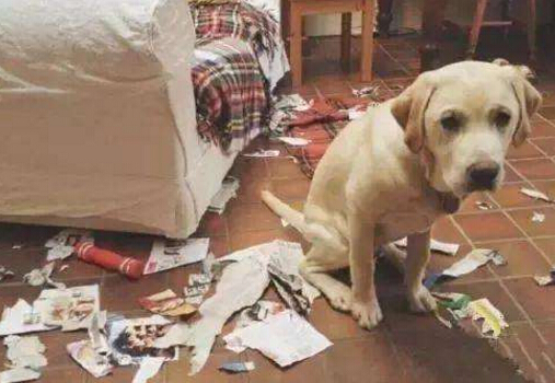 狗狗撕家怎么辦