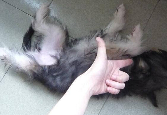 如何訓練狗狗裝死